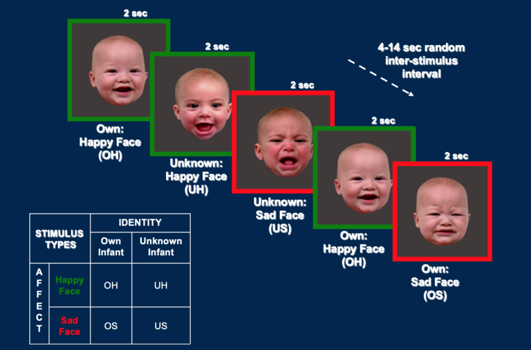 Functional MRI paradigm with baby faces